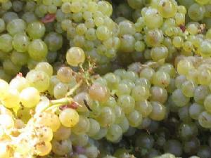 霞多丽,葡萄酒,红酒,白葡萄酒