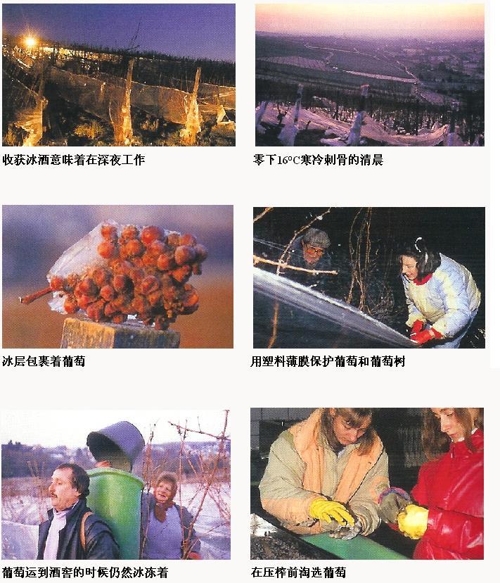 冰酒,葡萄酒,红酒,红葡萄酒