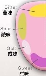 舌尖上的味觉分布,葡萄酒,红酒,酒圈网