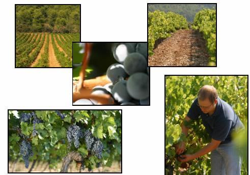 法国--朗格多克▪鲁西荣产区,葡萄酒,红酒,酒圈网